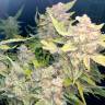 семена конопли Россия Auto Blueberry x Blue Mystic feminised