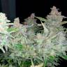 семена культурной конопли купить Auto Blueberry x Blue Mystic feminised
