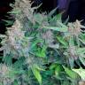 семена конопли индика Auto Blueberry x Blue Mystic feminised