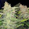 семена индийской конопли Auto Blueberry x Blue Mystic feminised