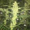 семена конопли для посадки купить Auto Blueberry x Blue Mystic feminised