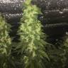 семена конопли курьером Auto Blueberry x Blue Mystic feminised
