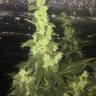 семена конопли для курения Auto Blueberry x Blue Mystic feminised