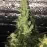 семена конопли сорта сатива Auto Blueberry x Blue Mystic feminised