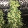 семена конопли медицинской Auto Blueberry x Blue Mystic feminised