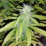 семена конопли марихуаны Auto Blueberry x Blue Mystic feminised