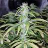 семена конопли элитных сортов Auto Blueberry x Blue Mystic feminised