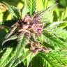 семена конопли аутдор Auto Blueberry x Blue Mystic feminised