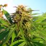 семена конопли в интернете Auto Blueberry x Blue Mystic feminised