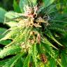 семена конопли скороспелый купить Auto Blueberry x Blue Mystic feminised