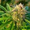 семена конопли гидропоники Auto Blueberry x Blue Mystic feminised