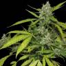 семена конопли дешево Auto Blueberry x Blue Mystic feminised