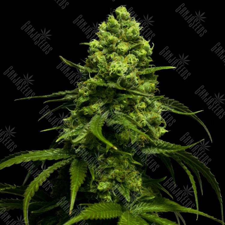 семена конопли в рф Snow Ryder feminised семена конопли в рф Snow Ryder feminised
