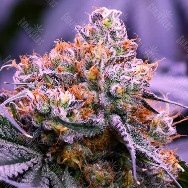 мощные семена конопли Purple OG feminised мощные семена конопли Purple OG feminised