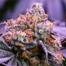 мощные семена конопли Purple OG feminised мощные семена конопли Purple OG feminised