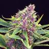 семена конопли интернет магазин Purple OG feminised семена конопли интернет магазин Purple OG feminised