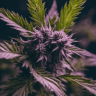 мощные сорта конопли Auto Blueberry Haze feminised