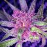 семена конопли курьером Auto Blueberry Haze feminised