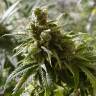Cheex feminised Seedmakers Seeds