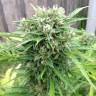 семена конопли в фирменной упаковке Beshbarmak feminised Bang Seeds