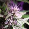 семена конопли интернет магазин Auto Diesel Ryder regular