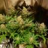 где заказать семена конопли Blue Cheese feminised Barneys Farm