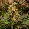 семена конопли наложенным платежом Blue Cheese feminised Barneys Farm