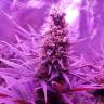 семена конопли почтой Blue Cheese feminised Barneys Farm