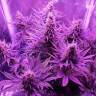 заказать качественные семена конопли Blue Cheese feminised Barneys Farm