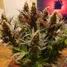 заказать на сайте семена конопли Blue Cheese feminised Barneys Farm