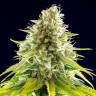 семена конопли для выращивания Mataro Blue feminised Kannabia Seeds