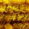 семена конопли аутдор Mataro Blue feminised Kannabia Seeds