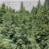 семена конопли гидропоники Mataro Blue feminised Kannabia Seeds