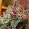 семена конопли с доставкой Auto Amnesia Haze feminised Royal Queen