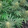 семена конопли интернет магазин Early Skunk feminised