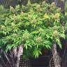 семена сортовой конопли Early Skunk feminised