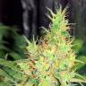 семена конопли феминизированные Early Skunk feminised