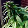 урожайные семена конопли Early Skunk feminised