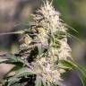 заказать на сайте семена конопли Big Bud feminised