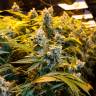 где можно заказать семена конопли Big Bud feminised