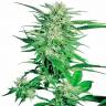 хорошие семена конопли Big Bud feminised