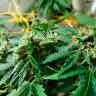 Семена марихуаны Auto LSD feminised Ganja Seeds