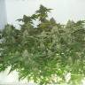семена конопли интернет магазин Big Chuy feminised Bang Seeds семена конопли интернет магазин Big Chuy feminised Bang Seeds