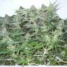 семена конопли f1 в оригинальной упаковке Big Chuy feminised Bang Seeds семена конопли f1 в оригинальной упаковке Big Chuy feminised Bang Seeds