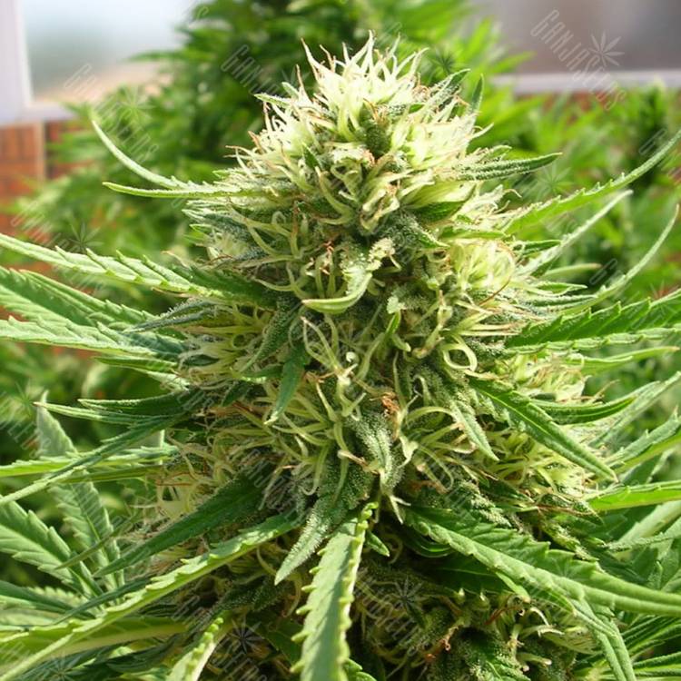 качественные семена конопли Auto Dr. Grinspoon regular качественные семена конопли Auto Dr. Grinspoon regular