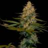 заказ семян конопли Москва Exodus Kush feminised DNA Genetics