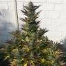 семена индийской конопли Orange Bud regular Dutch Passion Seeds семена индийской конопли Orange Bud regular Dutch Passion Seeds