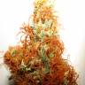 семена конопли курьером Orange Bud regular Dutch Passion Seeds семена конопли курьером Orange Bud regular Dutch Passion Seeds
