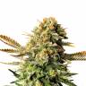 мощные семена конопли Russian Doll feminised Kannabia Seeds мощные семена конопли Russian Doll feminised Kannabia Seeds