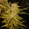 семена индийской конопли Russian Doll feminised Kannabia Seeds семена индийской конопли Russian Doll feminised Kannabia Seeds